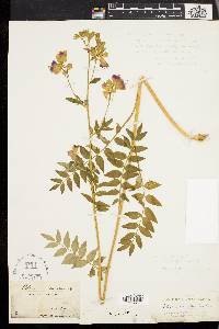 Polemonium van-bruntiae image