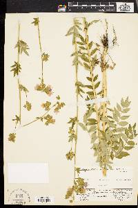 Polemonium vanbruntiae image