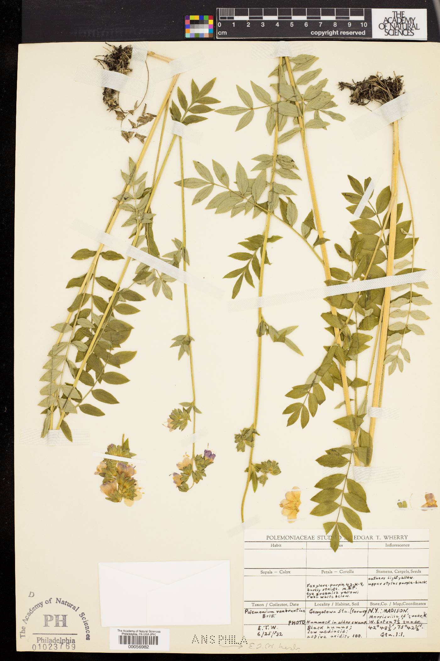 Polemonium vanbruntiae image