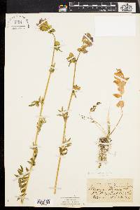 Polemonium van-bruntiae image