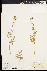 Polemonium van-bruntiae image