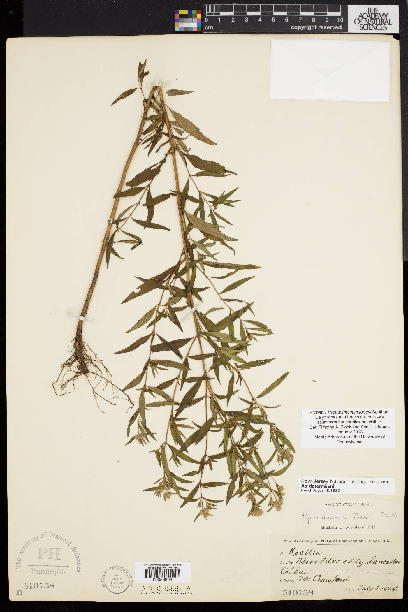 Pycnanthemum torreyi image