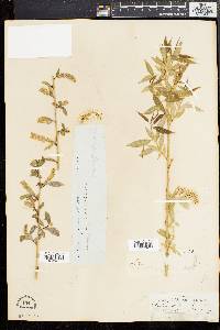 Salix amygdaloides image