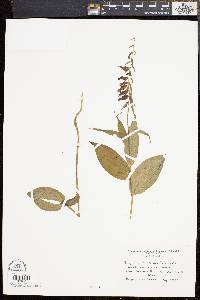 Epipactis helleborine image