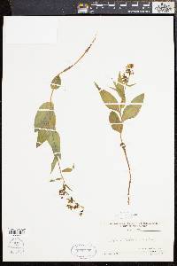 Epipactis helleborine image