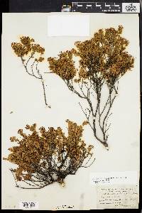 Dendrium buxifolium image