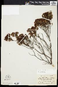 Dendrium buxifolium image