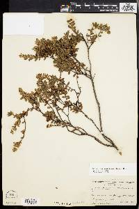 Dendrium buxifolium image