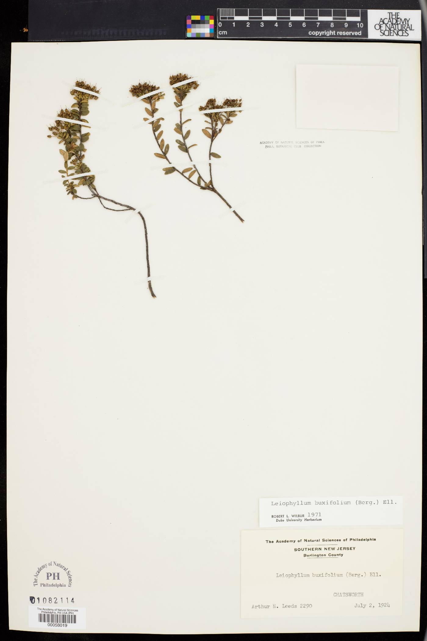 Kalmia buxifolia image