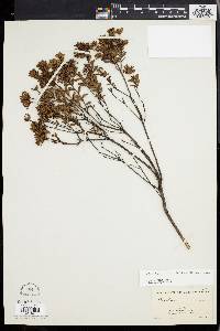 Dendrium buxifolium image