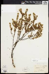 Dendrium buxifolium image
