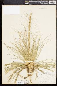 Xerophyllum asphodeloides image