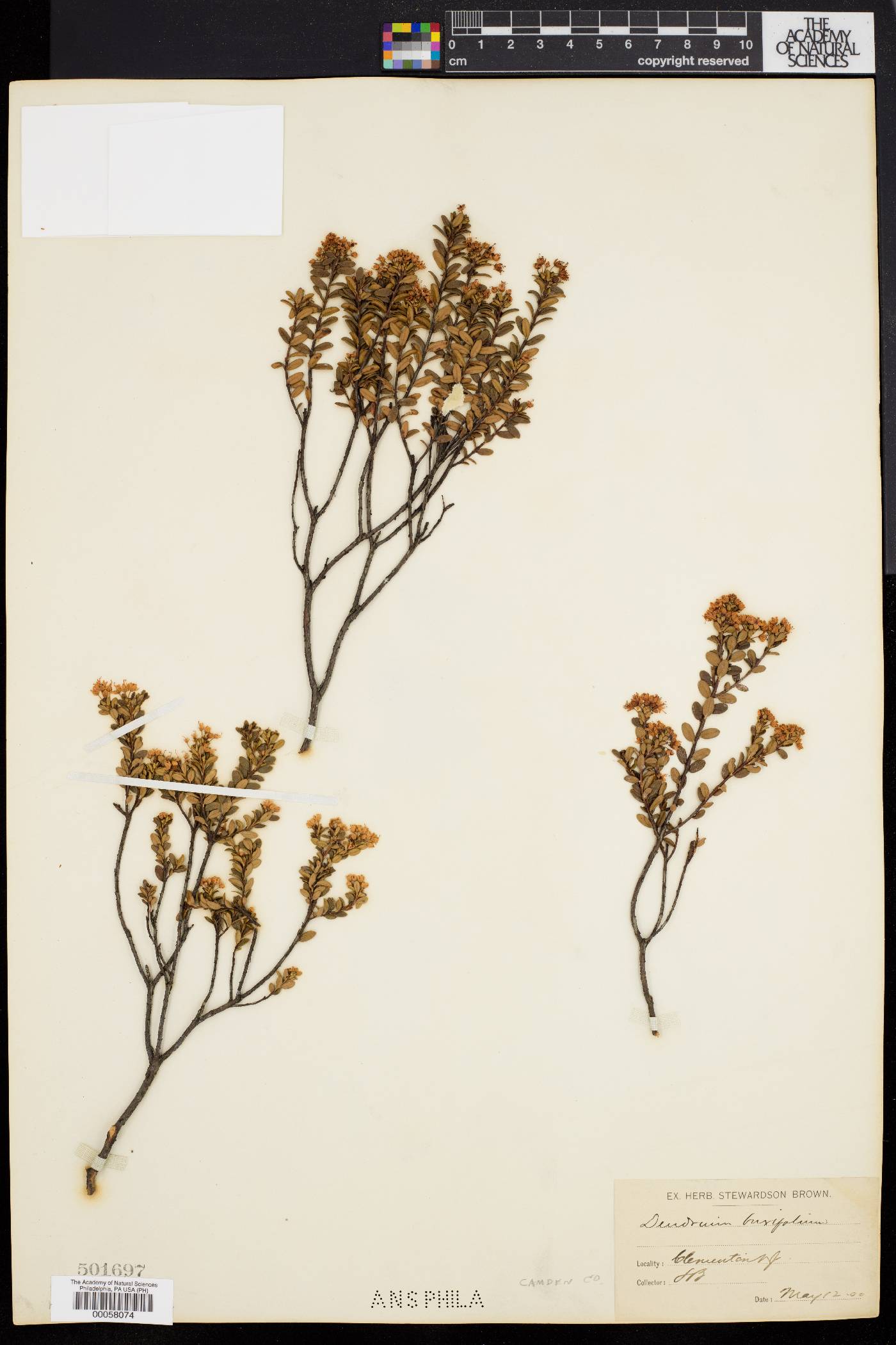 Dendrium buxifolium image