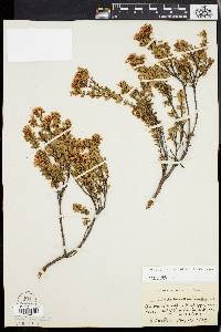 Dendrium buxifolium image
