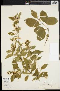 Celastrus scandens image