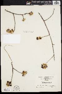 Celastrus scandens image