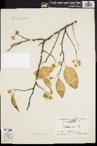 Celastrus scandens image