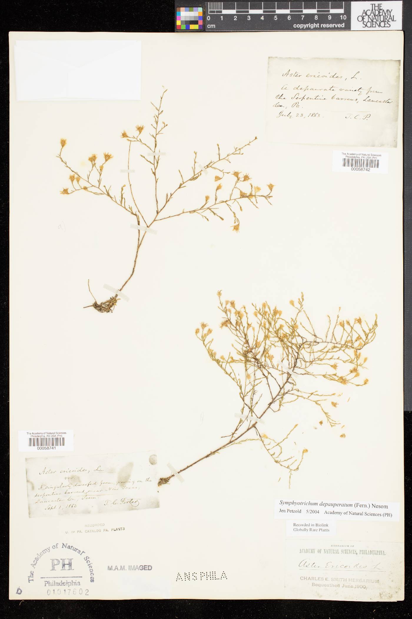 Symphyotrichum depauperatum image