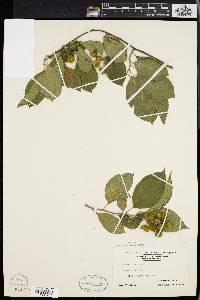 Celastrus scandens image