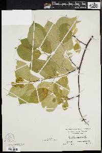 Celastrus scandens image