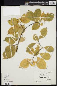 Celastrus scandens image