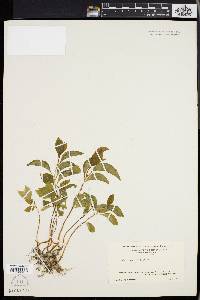 Celastrus scandens image