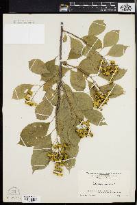 Celastrus scandens image