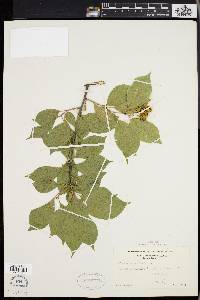 Celastrus scandens image