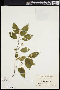 Celastrus scandens image