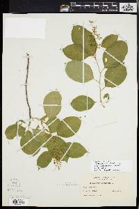 Celastrus scandens image