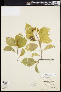 Celastrus scandens image