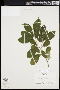 Celastrus scandens image