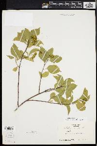 Celastrus scandens image