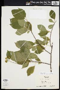 Celastrus scandens image