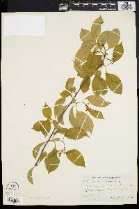 Celastrus scandens image