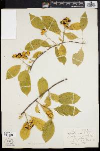 Celastrus scandens image