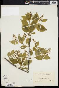 Celastrus scandens image