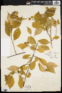 Celastrus scandens image