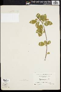 Celastrus scandens image