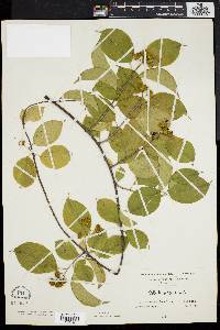 Celastrus scandens image