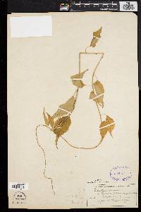 Celastrus scandens image