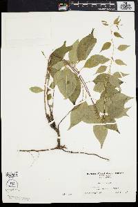 Celastrus scandens image