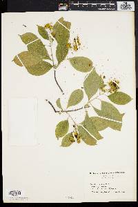 Celastrus scandens image