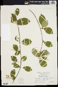 Celastrus scandens image