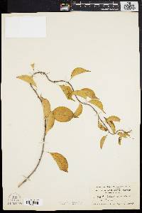 Celastrus scandens image