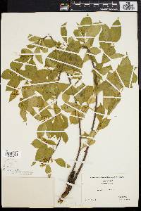 Celastrus scandens image