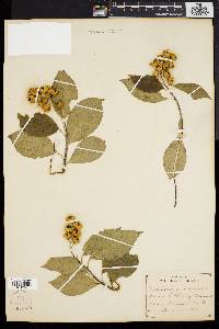 Celastrus scandens image