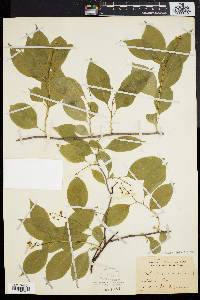 Celastrus scandens image