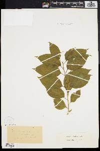 Celastrus scandens image