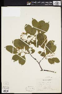 Celastrus scandens image